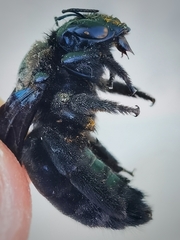 Xylocopa griswoldi