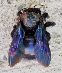 Xylocopa griswoldi