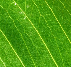 Ficus amplissima