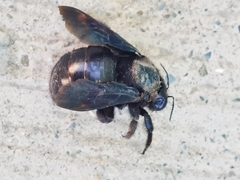 Xylocopa griswoldi