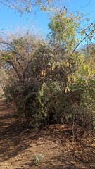 Bonellia macrocarpa
