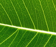 Ficus amplissima