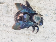 Xylocopa griswoldi