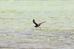 Ichthyaetus hemprichii