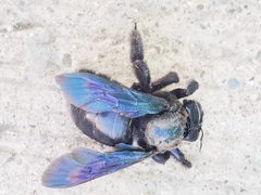 Xylocopa griswoldi