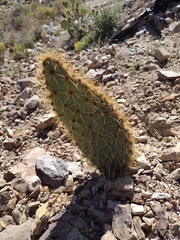 Opuntia robusta