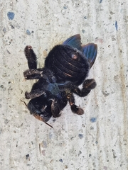 Xylocopa griswoldi