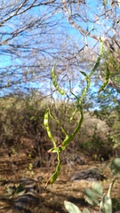 Chloroleucon mangense