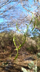 Chloroleucon mangense