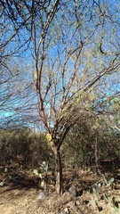 Chloroleucon mangense