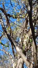 Chloroleucon mangense