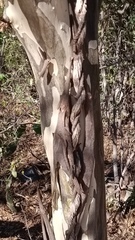 Chloroleucon mangense