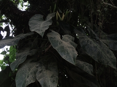 Philodendron appendiculatum