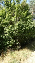 Betula pendula