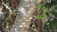 Betula pendula