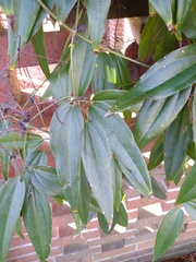 Clematis armandii
