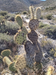Opuntia engelmannii