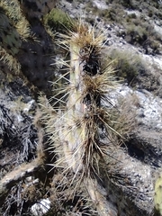 Opuntia engelmannii