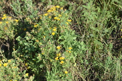 Rayjacksonia phyllocephala