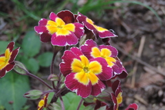 Primula × polyantha