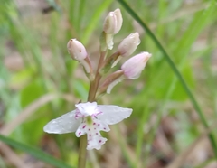 Galearis rotundifolia