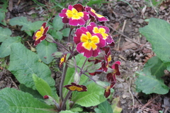 Primula × polyantha