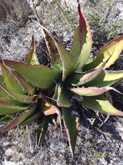 Agave gentryi