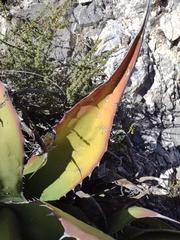 Agave gentryi