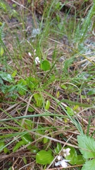 Galearis rotundifolia