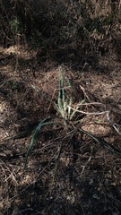 Agave angustifolia