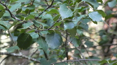 Betula pendula