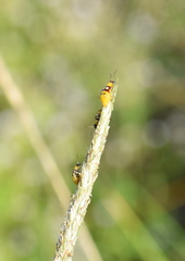 Paranapiacaba connexa