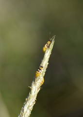 Paranapiacaba connexa