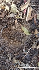 Pachycereus pecten-aboriginum