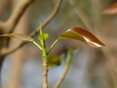 Ficus amplissima