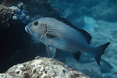 Plectorhinchus pica