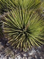 Agave striata