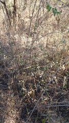 Dicliptera resupinata