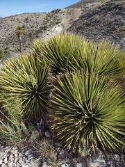 Agave striata