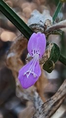 Dicliptera resupinata