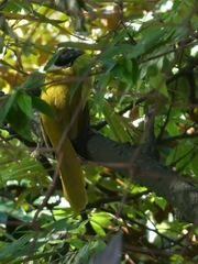 Saltator atriceps
