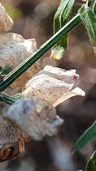 Dicliptera resupinata