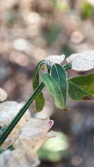 Dicliptera resupinata
