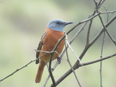 Monticola rupestris