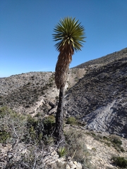 Yucca carnerosana