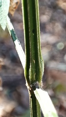 Dicliptera resupinata