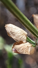 Dicliptera resupinata