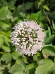 Allium nutans