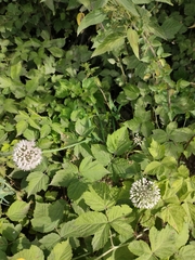 Allium nutans