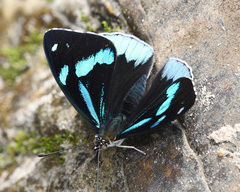 Perisama dorbignyi klugi